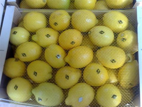  Citrons Du Maroc - fruits et légumes citrons du maroc--nous vous proposons des produits alimentaires (tomates,  poivrons,  oranges,  melons,  conserves de sardines,  et autres produits made in morocco),  avec des tarifs exceptionnels et imbattables et avec possibilité de partenariat sur une longue durée et investissement sur le