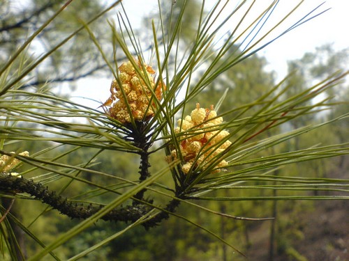  Pollen De Pin Naturel Haute Qualité - matiere vegetale pollen entièrement naturel,  de haute qualité,  à exine cassée ou non,  récolté sur des pins sauvages (pinus massoniana) des massifs montagneux isolés et préservés de l'ouest du yunnan,  chine. disponible en poudre ou en comprimés. pr