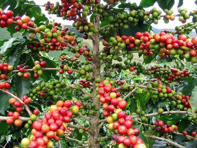  Café Robusta Vendre - café cacao thé nous disposons d'une plantation de café dans la ville de nkongsamba (plus précisément au village essel) située dans la région du littoral au cameroun.--notre capacité de production annuelle se situe aux environs de 50 tonnes de café par an. --nous som