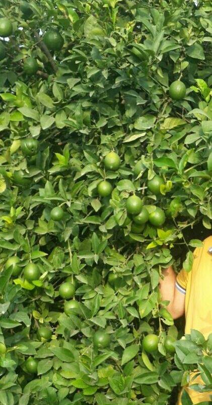  Fruits - fruits et légumes   fruit offers you on a platter,  throughout the year,  the 1001 flavorsof morocco. because of the richness of our land,  we have the ability to trackproducts over a long period.--
