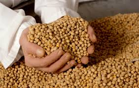  Soja De Bonne Qualité - fruits secs et graines grillées cherche acheteur fiable et sérieux pour acheter du soja de bonne qualité,  près à exporter.----prix défiant toute concurrence.----contactez nous