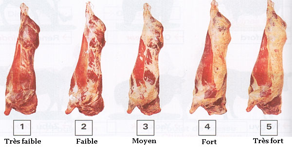  Vente En Gros Viande Certifiée Halal - viandes et oeufs recherche grossistes, d&eacute;taillants, ou boucheries jb viande,  jb lait,   boeuf, veau, vache. agneau ue .limousine, charolaise, blonde d'aquitaine, normande.--quantit&eacute; minium 100kgs livraison france entiere