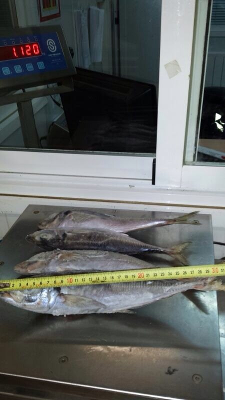  Chinchard Surgelé (3/4 Ppk) +27cms - poissons chinchard congelé 3/4ppk ----blocs 20kgs - land frozen----source- fao espagne 27----si vous etes intéressé s'il vous plaît me contacter à mon e-mail merci, ----