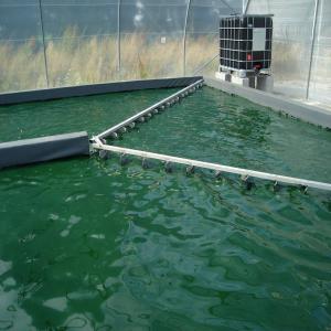  Production De Spiruline Et Autres Microalgues - Industrie exploitation ingénierie d'unités de production de spiruline et autres microalgues.--formation de personnel scientifique et technique.