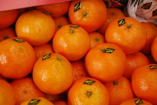  Cherche Clementine Mandarine Pour Commande Urgent - fruits et légumes bonjour,  nous avons besoin en urgence d'un camion de 27 tonnes de mandarine cl&eacute;mentine du maroc &agrave; un bon prix avec possibilit&eacute;s de prix transport sur dakar s&eacute;n&eacute;gal.
