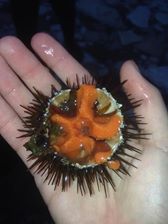  Recherche Clients - coquillage crustacé bonjoiur je suis a la recherche de clients pour l achat d oursins de grande qualit&eacute; provenant de corse.la saison debute le 15 decembre et se cloture le 15 avril.nous pouvons fournir jusqu a 1500 douzaine par semaine sur toute l europe  avec deux envois par semaine.prix a n&eacute;gocier selon