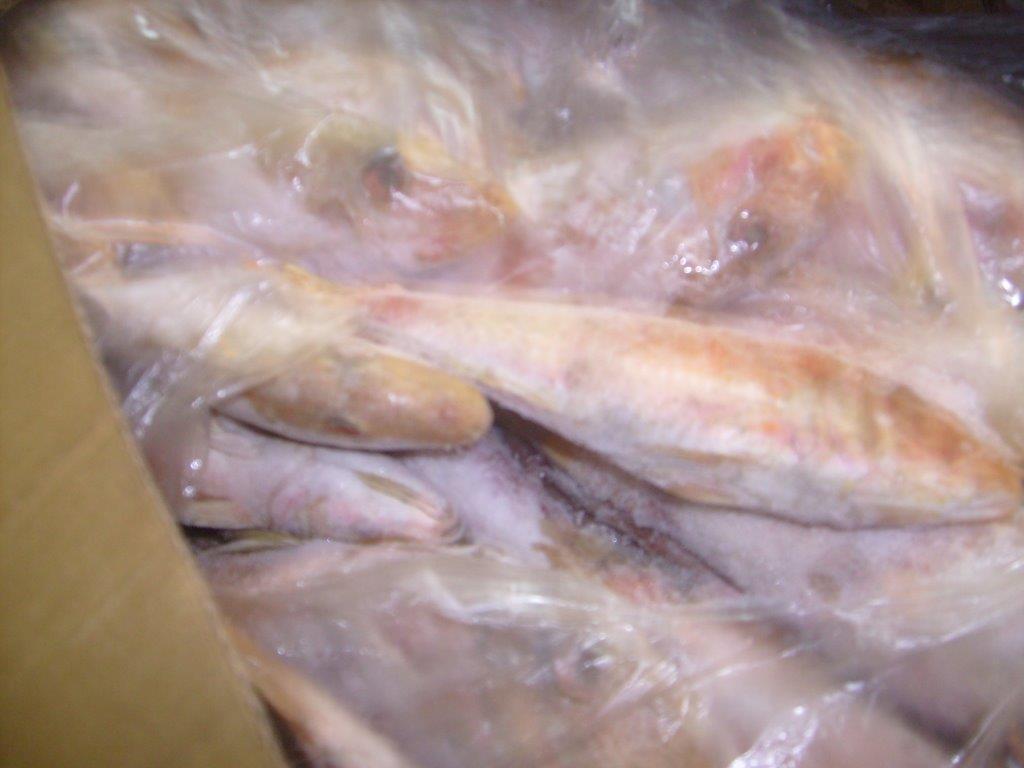  Rougets Congelés - poissons 25 tonnes de rougets congelés bord,  péchés dans les eaux sénégalaises. emballés dans des cartons de 10 kg.--conditions de vente--- accompte de 40%--- reliquat contre copie document 