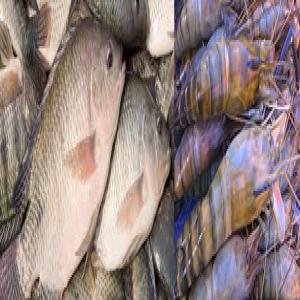  Gambas Et Poissons - coquillage crustacé cherche acheteurs des gambas et des poissons de bonnes qualités. quantité illimitée. prix défiant toutes concurrences.