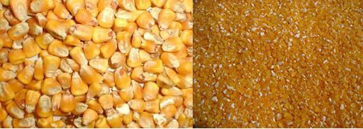  Grain De Maïs Et Maïs Pile - semence graine plant cherche client pour acheter des grains de mais ou mais pile. produits de bonnes qualites et prêts a exportes --prix très très competitifs