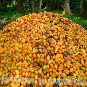  Transformation - café cacao thé salut à tout le monde je fais dans l, agriculture et je cherche des partenaires pour la transformation du cacao (chocolaterie)dans le monde entier 