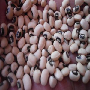  Haricot Blanc Et Black Eyes - céréales si vous etes &agrave; la recherche des haricots blancs et black eyes,  en grande quantit&eacute;,  nous pouvons etre votre fournisseur.--nos prix sont differents selon vos choix de grosseur et qualit&eacute;,  