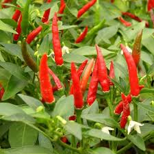  Piment Bec D'oiseau En Stock - fruits et légumes fields peppers beak on clearance --  we are an ivorian logging company approved by the ivorian state seeking asian,  european and america partners to operate fields peppers beak for export to the outside.