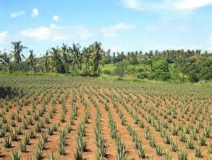  Plantes Aloe Vera - matiere vegetale notre entreprise agricole en tunisie vous propose 50000 plantes d'aloe vera (&acirc;g&eacute;es de 4 ans) certifi&eacute;es bio &agrave; prix attractif et cherche des fournisseurs de produits cosm&eacute;tiques interress&eacute;s. 