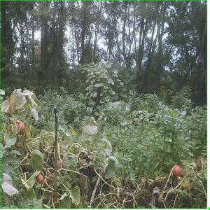  Potimarrons Bio - fruits et légumes potimarros bio cultivés en système forestier de type agroforestier en foret de chenes non seulement en mode bio,  mais encore garantis sans aucun traitement ...