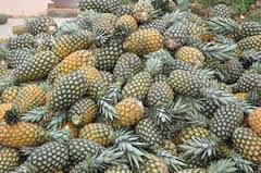  Frais Cavendish Banane Et Ananas - fruits et légumes bonsoir --nous sommes une nouvelle association d'exportation d'ananas pain de sucre et cayenne 100% bio du bénin. nous recherchons un partenariat gagnant gagnant à long terme et sommes ouvert a toute négociation avec possibilité de représentation de notre marque d'
