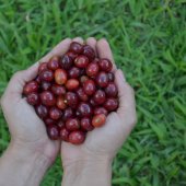  Recheche Acheteur De Cafe Colombien 100% - café cacao thé recherche client potentiel en amerique et en europe pour notre cafe en grain ou moulu 100% origine colombien,  en sac de 500gr 225grm et 1.5kil. directement de notre ferme de production sans intermediere.