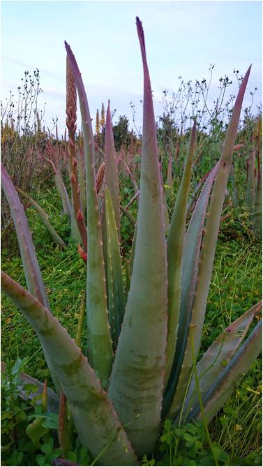 FEUILLES D'ALOE VERA - - prix depant a quantite - 5 tonnes - Grece producteur de - Espaceagro