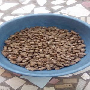  Gingembre Seche - fruits secs et graines grillées  bonjour,  nous disposons  de gingembre d&eacute;coup&eacute; et s&eacute;ch&eacute;,  si vous voulez passer une commande pour  ce produit bien vouloir nous contacter. cordialement --quantit&eacute; - plus 50tonne par semaine--