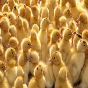  Poussin D'un Jour - animaux vivants nous sommes une  société d’accouvage et de production de poussins d’un jour situé en mauritanie pour plus de renseignements veuillez nous contacter  