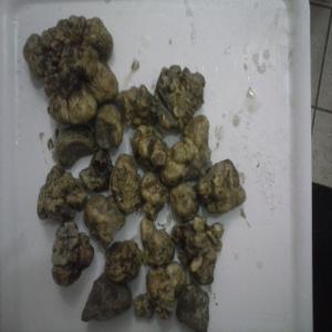  Truffes - fruits et légumes je vends truffes fraîches blanches (magnatum pico) et un autre type de la saison de la truffe.--prix à convenir selon les tailles.