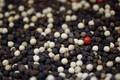  Poivre Noir Et Blanc - épices aromates description----nom du produit - poivre noir et blanc--produit- poivre blanc - 630 g / l--spécifications---densité- + 630grms / litre min--+ humidité- 13, 5% max--+ adjuvant - 0, 5 % max--+ emballage- sac de 50 kg de pp--+ capacité du réservoir - 17mt / 20ft 30mt / 40