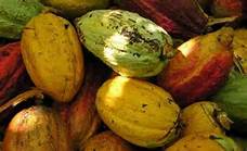  Semence De Cacao Variete Amelioree - semence graine plant cabinet d'expertise agricole vous offre des semences améliorées de cacao pour la création de votre plantation variété précoce issue de recherche. 
