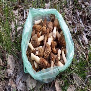  Morilles Sechees - champignon levure morilles conica,  et morilles rotunda ,  verpes des bohemie .nous recherchons des client ou distributeurs pour la prochaine recolte de plusieurs centaines de kg. attente sur l'offre.