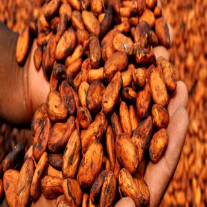  Vente De Feve De Cacao En Grande Quantite - café cacao thé la societe proccede a un destockage de pret de 24000 tonnes de feve de cacao, un cacao evaluee par des expert de  meilleurs qualite, car c est la qualite de nos produits qui fait notre credibilite au pres de nos partenaires et acheteurs.pour plus d'informations, veuillez nous contacter.pour garantir un