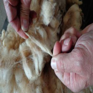  Vends Laine De Mouton - Industrie exploitation vds laine non procédée,  races merinos,  croisés,  en différentes qualités,  suivant demande client,  analyses et certificats iwto à la demande,  entreprise certifiée sandach nºs 30017076.--balles de 300 à 500 kg,  prix exw-0, 40-1, 15 euro.--moq contai