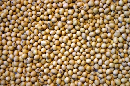  Soja En Quantite Importante - céréales nous disposons d'une quantit&eacute; importante de soja en vente.--contactez nous pour plus d'informations.