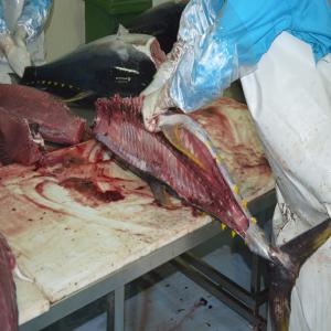  Tuna Albacares Freshly Chilled Reef Fish - fish all our fish wildly caught by hand and poling line only,  and only high quality products. we offer- tuna yellowfin h&g/g&g, loins, saku, fillet block, fillet steak.camouflage grouper, blue and yelow grouper, giant trevally, humpback red snapper, emperor, rainbowrunner, mahi mahi, brown marbled grouper, barracuda
