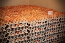  Oeufs De Pologne - viandes et oeufs nous somme une coopération située au centre de pologne .nous vous proposons des oeufs - xl 0, 13€ -l 0, 12€-m 0, 11€-s 0, 11€  les prix sont à l'unité(à l'oeuf) plateaux de 30 oeufs .sur une palette on met environ 10, 000 oeufs,  poids environ 700kg   