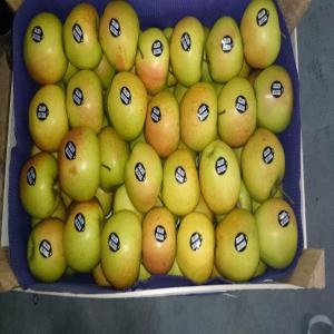  Pomme Golden France (hautes Alpes) - fruits et légumes société d'import export basée en france et en algérie  propose a la vente en algérie(mandataire -grossiste)  livré port ghazaouet(algerie) pomme golden,  gala , fuji  en vrac ou deux rangs.--origine - france (alpes)/italie/ espagne--prix cfr ghazaouet--pomme 1