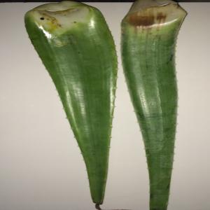  Fournisseur Aloe Vera Gel Et Feuille - matiere vegetale nous fournissons des feuilles et du gel aloe vera. le minimum de commande est de 20 tonnes. les produits disponibles sont issues de la récolte 2014. --le poids moyen des feuilles varie entre 500 et 750g.--