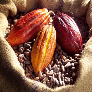  Cacao Vendre - café cacao thé nous vous proposons des fèves de cacao d’excellente qualité avec possibilité de contrat annuelle,  mode de paiement très souple,  quantités et qualités selon vos exigences et bien sur avec un prix très concurrentiel,  pour plus d’informations,  n’hé
