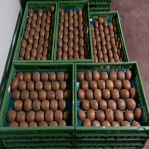  Kiwi De Cevenne - fruits et légumes recherche client pour livraison de kiwi origine de cevenne france. grande quantit&eacute;,  livraison assur&eacute; jusqu'au mois d'abril. toutes les calibres.