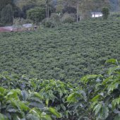  Recherche Partner Affaire Pour Notre Cafe - café cacao thé recherche personne capable de nous aider a percer le marcher europeen avec notre cafe de tres haute qualiter d origine colombien 100%.