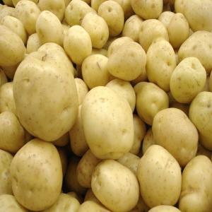  Pomme De Terre En Grande Quantité - fruits et légumes bonjour,  nous exportons de la pomme de terre de très bonne qualité du maroc vers le mali,  avec un prix très competitif.--300.000 fcfa la tonne (avec prix de livraison chez le client inclus).--merci de contacter urgemment !