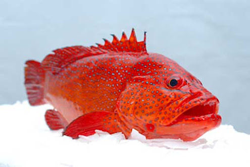  Poisson Frais Et Congelé - poissons société sénégalaise exporte divers types de poissons frais et congelés.--vous pouvez nous contacter pour plus de détail