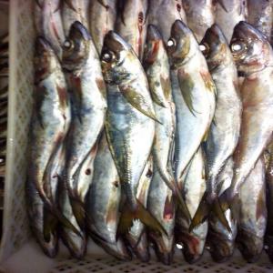  Poisson Afrique - poissons société sénégalaise fournit du poisson afrique (chinchard,  machoiron,  maquereau , ombrine)toute destination .--tarif selon espèce pour plus de détail nous contacter --    
