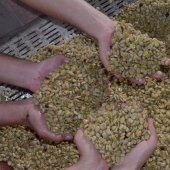  Cafe Origine 100% Colombien - café cacao thé cafe colombien directement de la ferme de production sans intermediare, profitez de cette offre pour offrir a vos client un des meilleurs cafe au monde,  en grain vert,  ou torrifier nous avons tous se quil vous faut afin offrir le meilleur cafe a vos client a un prix des plus competitif.