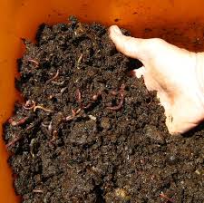  Lombricompost - matiere vegetale le lombricompost est un amendement organique à utiliser pour toutes les plantations (meme en sol aride).