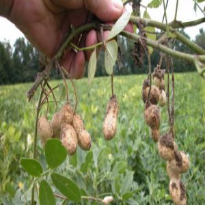  Paille D'arachide - aliments pour animaux exploitant agricole,  je vends de la paille d'arachide pour l'alimentation des moutons,  chevaux,  bœufs...du saloum à partir de 400 sacs à 3500 fcfa le sac.--paiement cash au chargement / bord champ.--livraison à domicile à négocier.