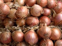  Ognons Rouge Moyen Qualibre - fruits et légumes bonjour--je suis agreculteur je dispose de 100 tonnes  d ognons  rouge trtes bonne production et qualibre moyen le plus demandé sur tout le marché je cherche un acheteur acondition que la vente se fait au maroc et le paiment surplace a la livraison de la marchandise et pour info je dis