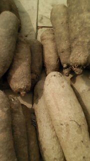  Production Et Transformation D'ignames - céréales plus de 200 hectares de terres &agrave; exploiter pour obtenir- 12 tonnes d'ignames et obtenir un b&eacute;n&eacute;fice de 1 365 000 fcfa par hectare en 08 mois ou transformer les tubercules en farine pour les gateaux ou le foutou bien aim&eacute; en afrique, ..--contactez nous pour obtenir le proje