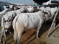  Vache En Direct Bovins Vivants - animaux vivants nous sommes le premier exportateur d'animaux vivants en thaïlande nous exportons meilleurs animaux de qualité dans des prix compétitifs ,  ayant plus de 30 ans d'expérience .----nous fournissons des moutons vivants ,  agneau vivant ,  et caprins vivants ,  et les bovins ( bouvillons
