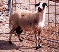  Moutons Vivants De Veau Et De La Viande De Mout - animaux vivants nous sommes le premier exportateur d'animaux vivants en thaïlande nous exportons meilleurs animaux de qualité dans des prix compétitifs ,  ayant plus de 30 ans d'expérience .----nous fournissons des moutons vivants ,  agneau vivant ,  et caprins vivants ,  et les bovins ( bouvillons