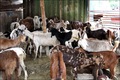  Bouc Vivant - animaux vivants nous sommes le premier exportateur d'animaux vivants en thaïlande nous exportons meilleurs animaux de qualit&eacute; dans des prix comp&eacute;titifs ,  ayant plus de 30 ans d'exp&eacute;rience .----nous fournissons des moutons vivants ,  agneau vivant ,  et caprins vivants ,  et les bovins ( bouvillons
