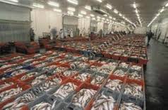  Tous Poissons Frais - poissons vend poissons frais entiers,  exemples,  merlans , soles,  carrelets,  cabillauds,  limandes,  rougets, maquereaux limandes soles,  raies,  encornets etc... en direct du port de boulogne sur mer----spécialisés sur les produits côtiers et artisanaux--peche journalière--tarifs tr&egra