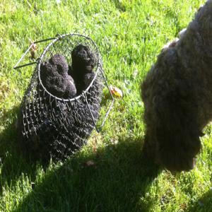  Truffes Sauvages - champignon levure offrez le meilleure &agrave; vos convives. truffes sauvages fra&icirc;ches selon cueillette. disponible aussi en surgel&eacute;es (-20%) et s&eacute;ch&eacute;es (x12) 